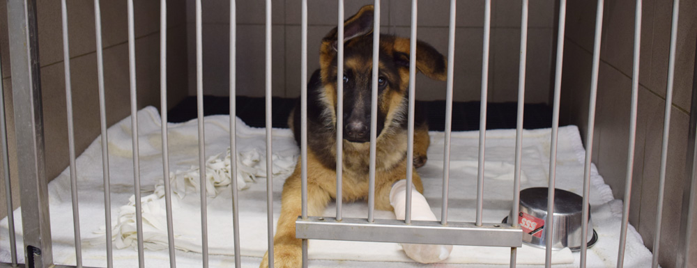 Animo dierenartsen: hospitalisatie kleine huisdieren