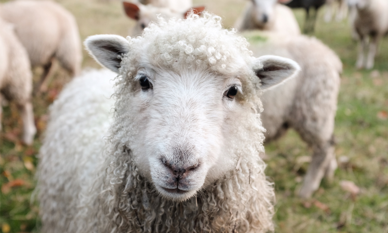Voorbereiding weideseizoen voor uw schapen, geiten en rundvee