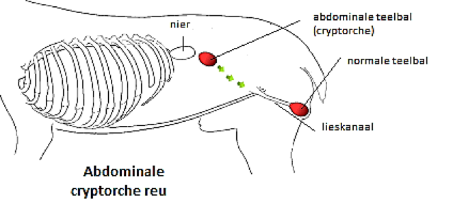 Cryptorchidie bij de reu