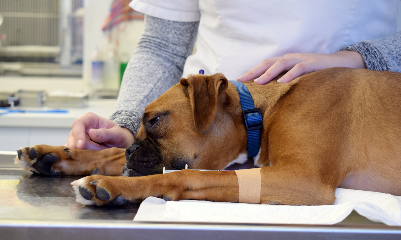 Rattenziekte bij de hond en de kat