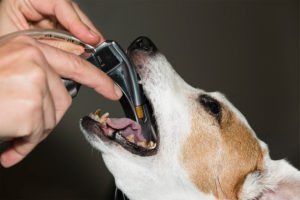Tandheelkunde kleine huisdieren