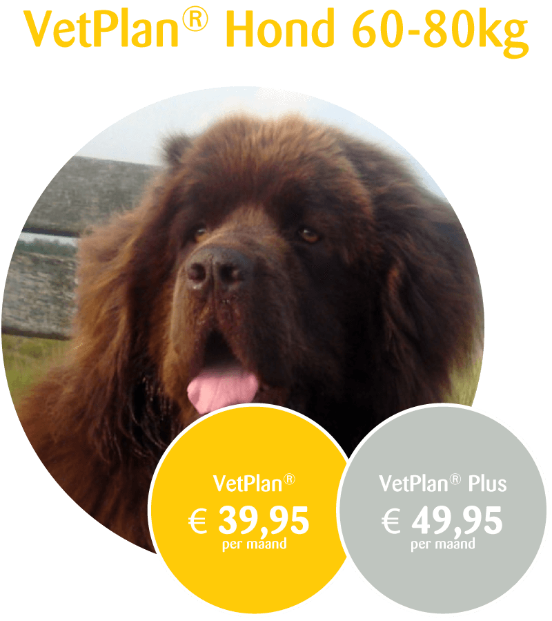 VetPlan Hond 60-80kg prijs