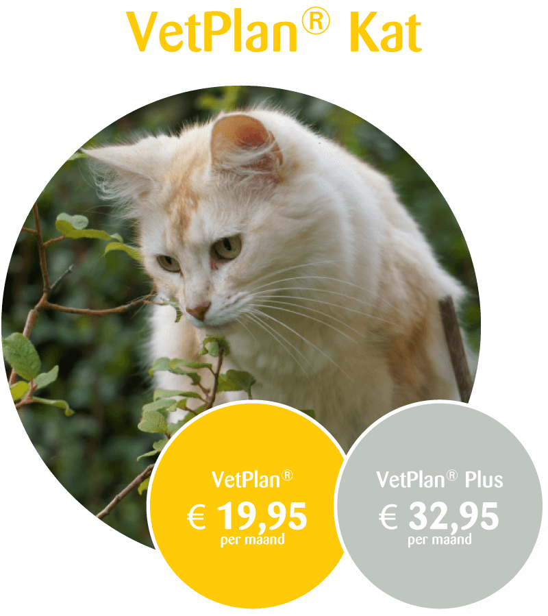 VetPlan Kat prijs